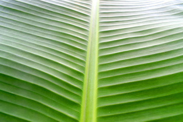 Close up of green banana leaf, Nature background - Fotografie, Obrázek