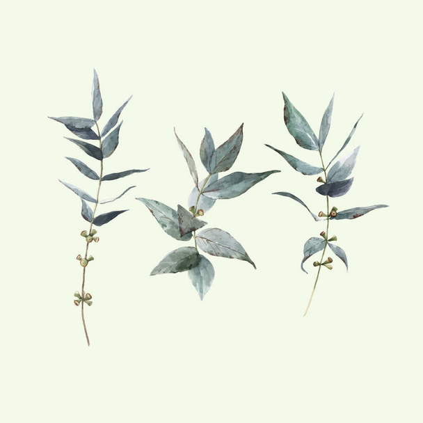 Beautiful vector stock illustration with watercolor hand drawn laurel plant set. - Вектор, зображення
