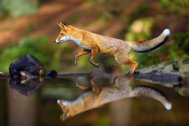 Mladá červená liška (Vulpes vulpes) se plíží u vody za kořistí v lese. Liška skočí do lesního potoka, zatímco se pohybuje nad malým vodopádem. - Fotografie, Obrázek