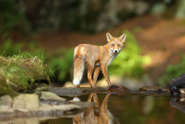 Mladá červená liška (Vulpes vulpes) se plíží u vody za kořistí v lese. Liška stojí na vrcholku malého vodopádu v hustém lese. - Fotografie, Obrázek