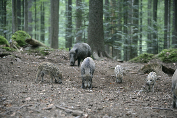 Wildschweine, Sus scrofa - Foto, Bild