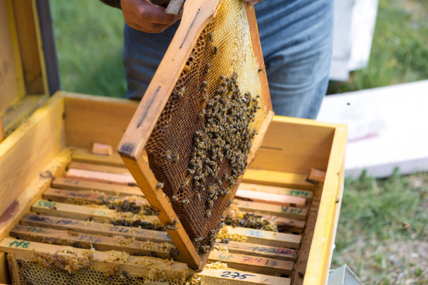 Ένας αγρότης σε μελισσοκομείο κρατά πλαίσια με κηρήθρες. Προβλεπόμενη προετοιμασία για τη συλλογή μελιού. - Φωτογραφία, εικόνα
