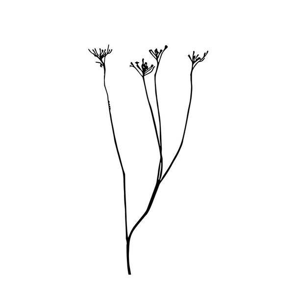 Tansy flower or TaThin curved stems of Tansy ordinary. Graphic print, black and white silhouette. Vector silhouettes of plants. Ink sketch of a dry weed stalk with flowersnacetum vulgare - Foto, Imagen