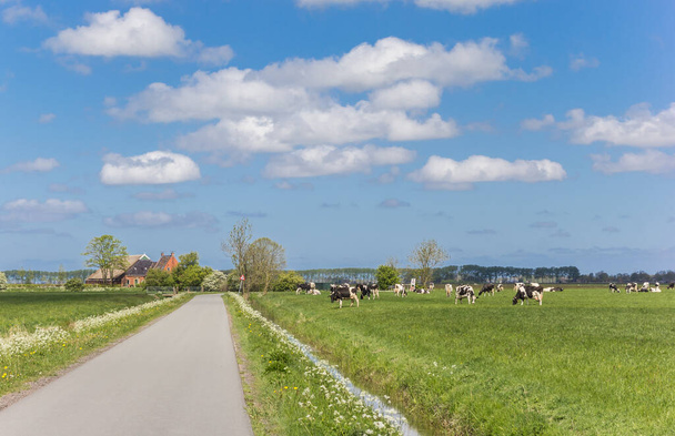 Вузька сільська дорога з коровами і фермою поблизу Гронінгена (Голландія). - Фото, зображення