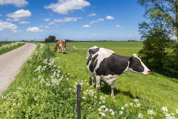 オランダのフローニンゲン近くの堤防上の黒と白のホルシュタイン牛 - 写真・画像