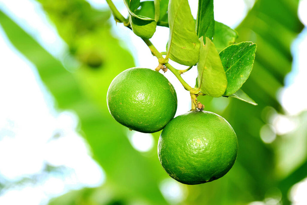 zielona cytryna - cytryna - limonka - limonka - Zdjęcie, obraz