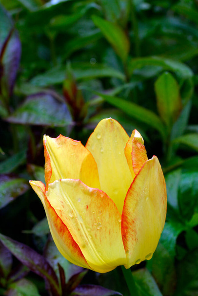 Un tulipán amarillo con flecos rojos y gotas de lluvia
 - Foto, imagen