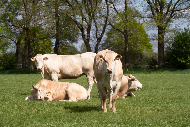 Herde neugieriger weißer Charolais-Rinder auf einer Weide in einer holländischen Landschaft. Die Kühe stehen in einer Reihe und starren neugierig in die Kamera - Foto, Bild