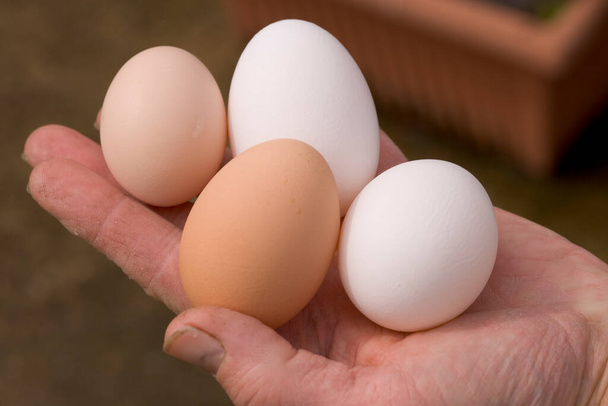 Fresh laid free range eggs - Photo, Image