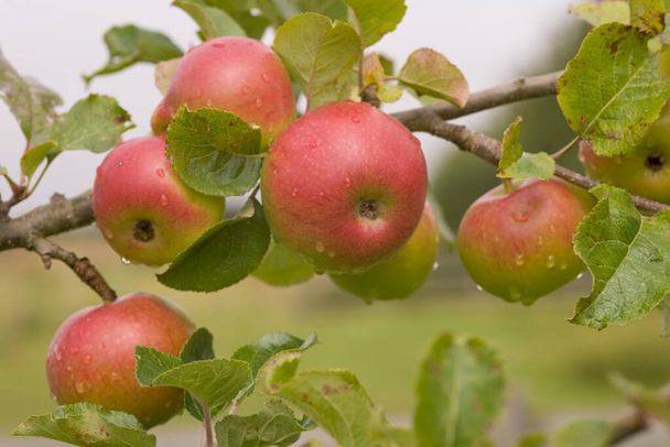 Red apples ripening on the tree - Photo, Image