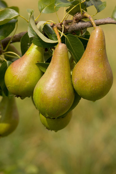 Pears ripening on the tree - Photo, Image