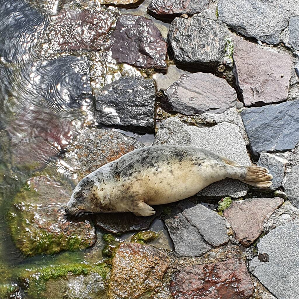 Sleeping seal on a stone quay - Photo, Image