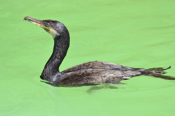 Great cormoran swimming - Photo, Image