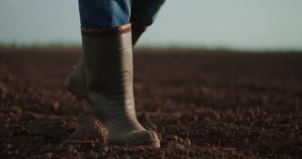 Suivez les pieds des fermiers mâles dans des bottes marchant à travers les petits pousses vertes de tournesol sur le terrain. Jambes de jeune homme marchant sur le sol sec à la prairie. Vue en angle bas Fermer Mouvement lent. - Séquence, vidéo