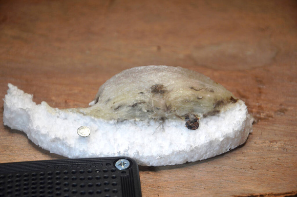 vlaštovčí hnízdo z vlaštovčích slin usazené na korku - Fotografie, Obrázek