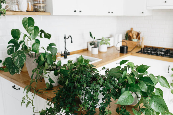 A lot of Houseplants on the kitchen table. Green home urban jungle - Foto, Imagem