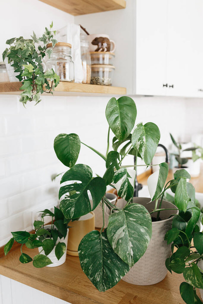 Monstera houseplants on the kitchen table. Green home urban jungle - Foto, afbeelding