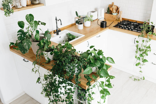 A lot of Houseplants on the kitchen table. Green home urban jungle - Fotoğraf, Görsel