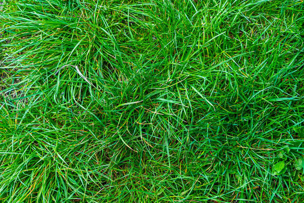 緑の草の質感の背景、手にタンポポ、クローバーの植物、黄色 - 写真・画像
