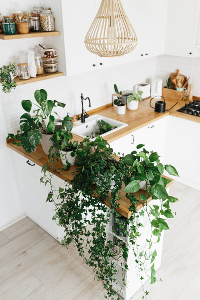 A lot of Houseplants on the kitchen table. Green home urban jungle - Photo, image