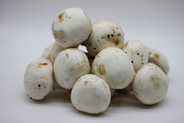 champignons fraîchement cueillis sur fond blanc
 - Photo, image