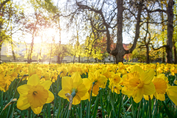 Parlak açan bahar sarısı nergisler. Polonya, Krakow 'da çiçeklerle süslenmiş şehir bahçesi, dekorasyon ve peyzaj.. - Fotoğraf, Görsel