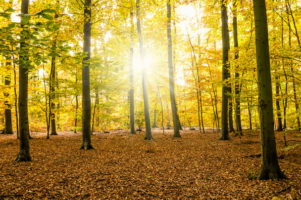 forest in autumn - Foto, Imagem
