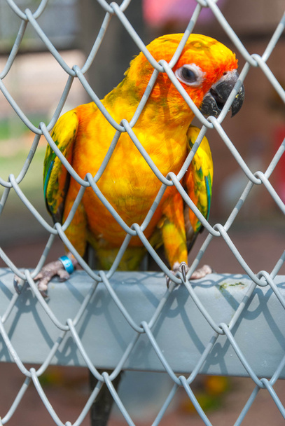 Papagei im Vogelkäfig - Foto, Bild