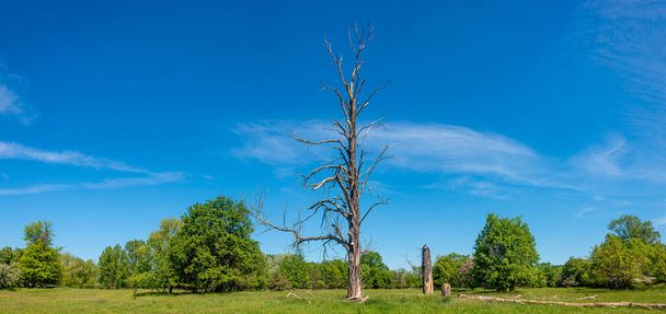 春の終わり、ドイツ、晴れた日、青い空のマグデブルクの近くに古い枯れ木と乾燥した木がある森の上のパノラマ - 写真・画像