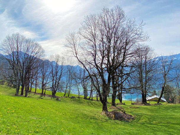 Seeztal Vadisi 'nin ve Walensee Gölü' nün üzerinde bulunan Alp otlakları ve otlakları - St. Gallen Kantonu, İsviçre (Kanton St. Gallen, Schweiz) - Fotoğraf, Görsel