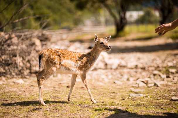 かわいい斑点のある休閑鹿は、 Cervidae(セルヴィダス)科の哺乳類です。夏の森の休鹿 - 写真・画像