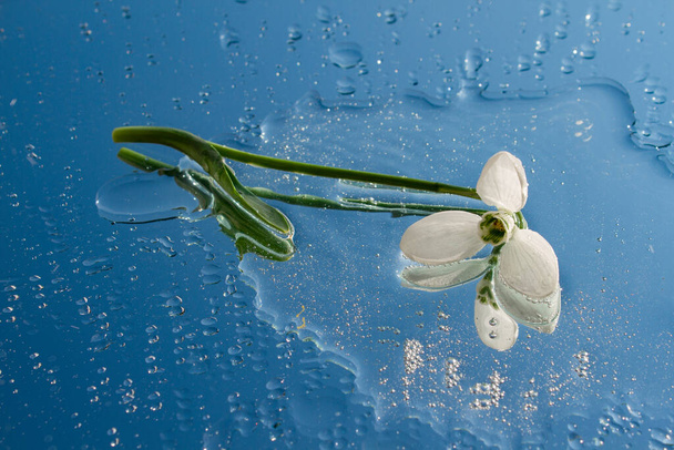 The snowdrop flower lies on the mirror. Around the water drops flower - Photo, Image