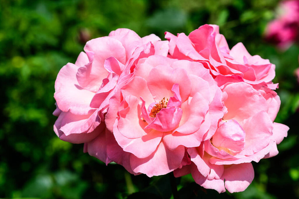 Gros plan de nombreuses grandes et délicates roses roses pâles en pleine floraison dans un jardin d'été, en plein soleil, avec des feuilles vertes floues en arrière-plan
 - Photo, image