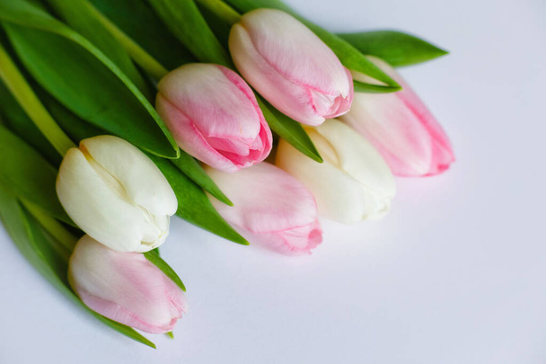 Čerstvá kytice růžových a bílých tulipánů zblízka. Izolováno na šedém pozadí s kopií místa - Fotografie, Obrázek
