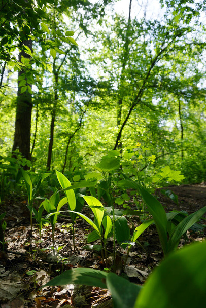 Лилии долины в лесу
                        - Фото, изображение