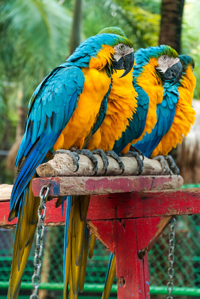 Hayvanat bahçesindeki güzel evde beslenen hayvan papağan Amerika papağanı - Fotoğraf, Görsel