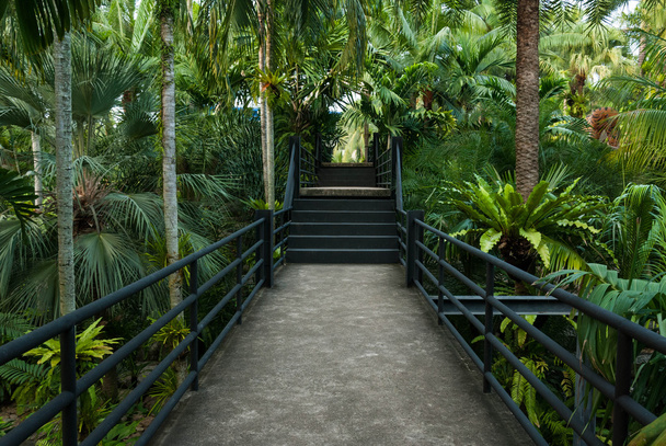 Гарний садовий коридор - природний відкритий коридор у ботанічному парку
 - Фото, зображення