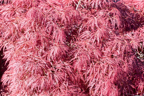 close-up van magenta gekleurd gebladerte van een palmaté Japanse esdoorn struik - Foto, afbeelding