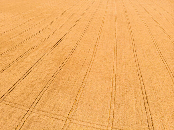 Vista aérea del campo de trigo con orugas de tractor. Hermosa textura agrícola o fondo del paisaje agrícola de verano. Granja desde vista al dron. - Foto, imagen