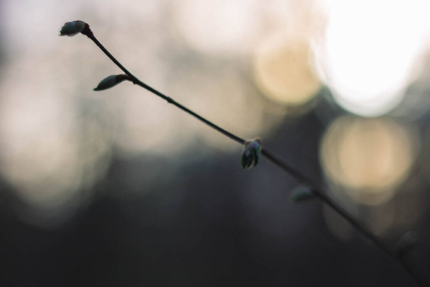 Green bud of a flower on the branch. Sunset in the forest - Photo, Image