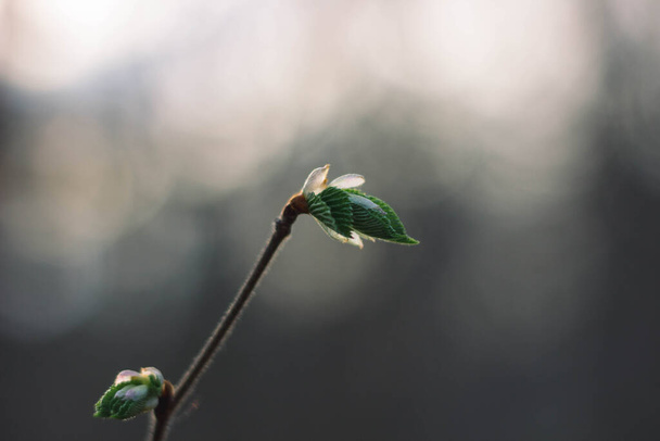 Bud verde de uma flor no ramo
 - Foto, Imagem