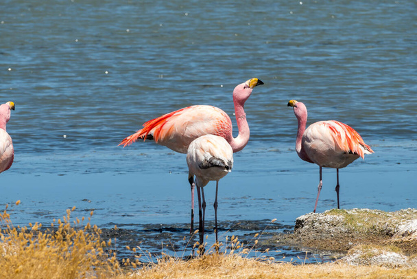 Espetacular vista panorâmica de james flamingos rosa no Lago Canapa (lagoa). Bela paisagem dos espetaculares Andes bolivianos e Altiplano no magnífico deserto de Siloli, perto de Salar de Uyuni, Bolívia
 - Foto, Imagem