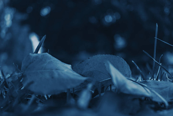 Hojas caídas de otoño en color azul clásico
 - Foto, imagen
