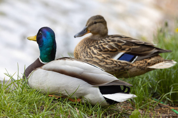 Male and female Mallard anas platyrhynchos ducks on the shore of a pond. - Photo, Image