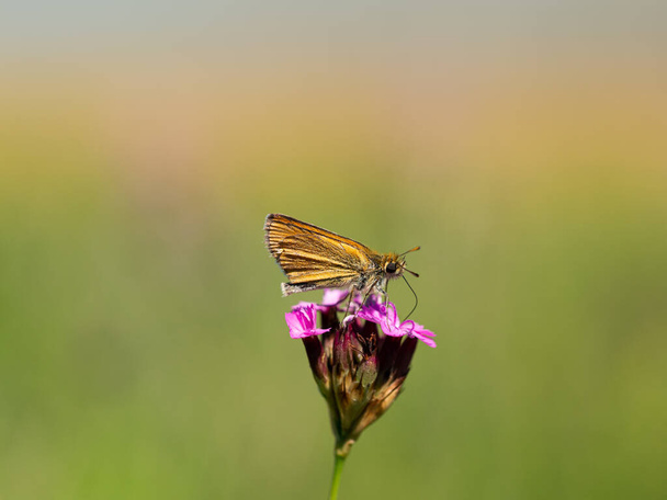 Small skipper (thymelicus sylvestris) butterfly male feeding on pink blooming dianthus flower - Photo, Image