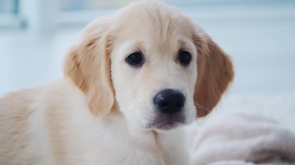 Cute retriever puppy muzzle - Materiał filmowy, wideo