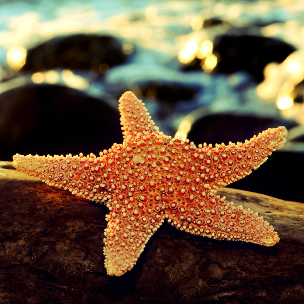 starfish on a rock - Photo, Image
