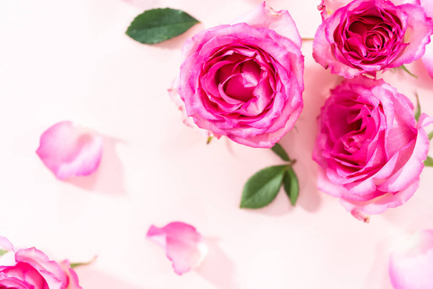 Acostado. Rosas rosadas y pétalos de rosa sobre un fondo rosa. - Foto, Imagen