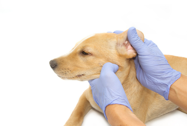 Koiranpennun korvaa tutkiva eläinlääkäri
 - Valokuva, kuva