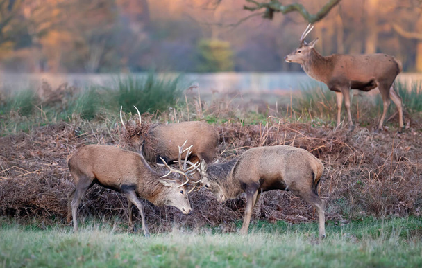 Groupe de cerfs rouges dans le champ d'herbe pendant la saison de rut au Royaume-Uni
. - Photo, image